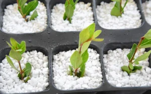 DIPAM_ Termolita Hortiperl 2